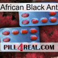 African Black Ant 05